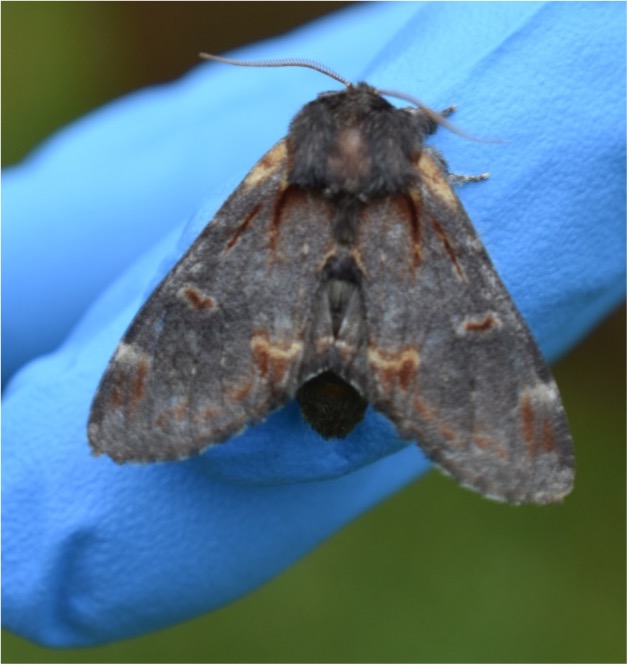 Iron Prominent – Lives on Birch, Alder, Hazel